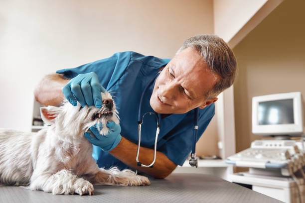 Best Tooth Pain Emergency Relief  in Nampa, ID
